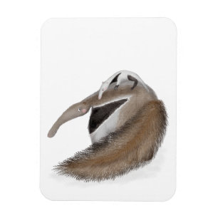Cute anteater and baby magnet