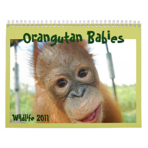 Cute Apes Wildlife Calendar