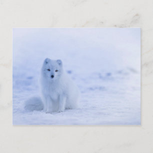 Cute Arctic Fox on Snowy Winter Background Postcard