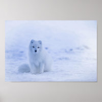 Cute Arctic Fox on Snowy Winter Background