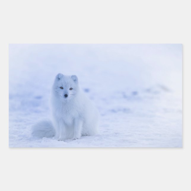 Cute Arctic Fox on Snowy Winter Background Sticker (Front)