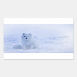 Cute Arctic Fox on Snowy Winter Background Sticker