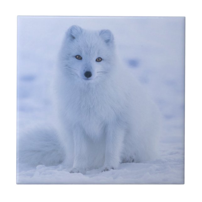 Cute Arctic Fox on Snowy Winter Background Tile (Front)