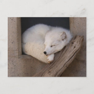 Cute Arctic Fox Sleeping Postcard
