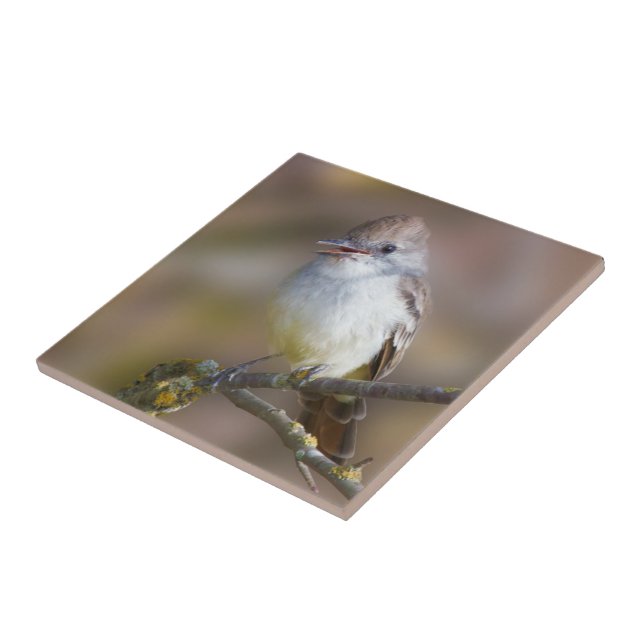 Cute Ash-Throated Flycatcher Songbird on Branch Tile (Side)