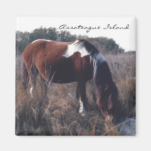 Cute Assateague Mare - Magnet