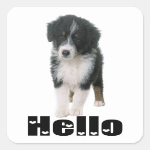 Cute Aussie Puppy Dog Hello Australian Shepherd Square Sticker