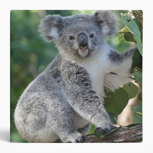 Cute Australian koala in gum tree binder