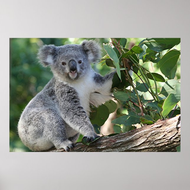 Cute Australian koala Poster (Front)