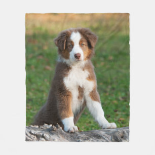 Cute Australian Shepherd Dog Puppy, comfort Fleece Blanket