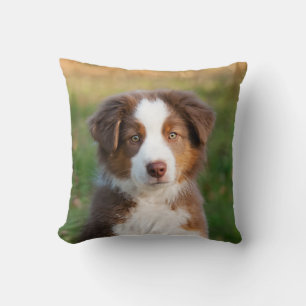 Cute Australian Shepherd Dog Puppy Photo Portrait Throw Pillow