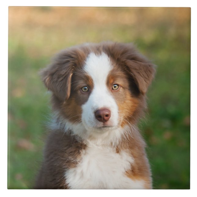 Cute Australian Shepherd Dog Puppy Photo Tile (Front)