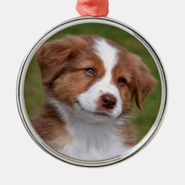 Cute Australian Shepherd Puppy Ceramic Ornament (Front)