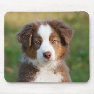 Cute Australian Shepherd puppy Mouse Pad
