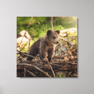 Cute Baby Bear in Woods Canvas Print