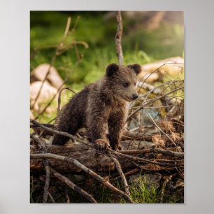 Cute Baby Bear in Woods Poster