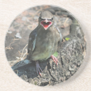 Cute Baby Bird Nature Drink Coaster
