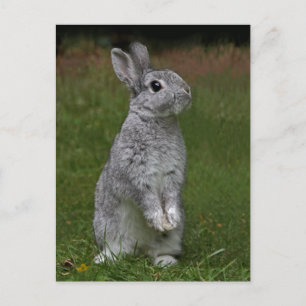 Cute Baby Bunny Postcard