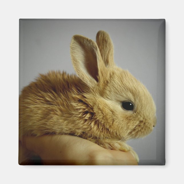 Cute Baby Bunny Rabbit in Hand Magnet (Front)