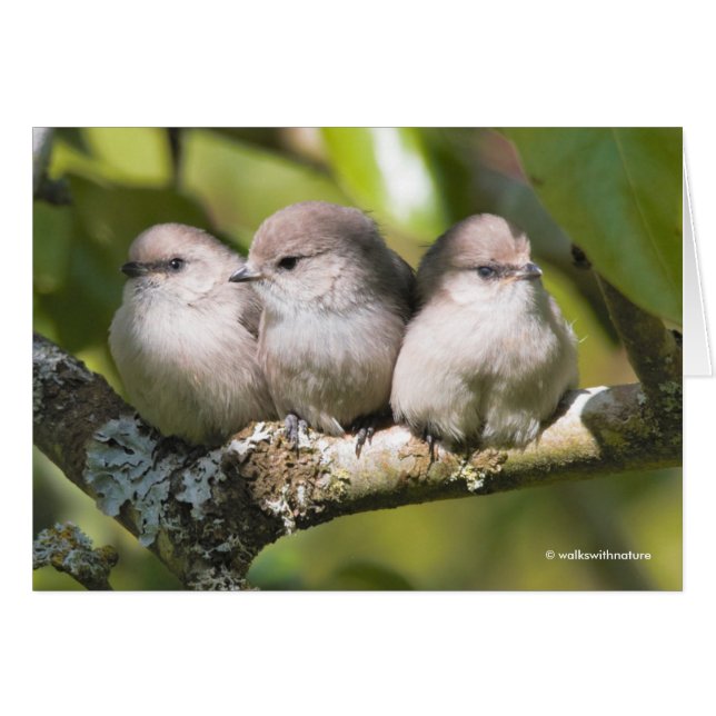 Cute Baby Bushtit Songbirds in the Pear Tree Card (Front Horizontal)