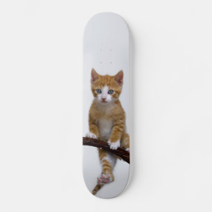 Cute Baby Cat Kitten Funny Gym Photo - Skateboard