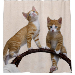 Cute Baby Cats Kittens Funny Play Gym Photo - Tub