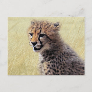 Cute baby Cheetah Cub Postcard