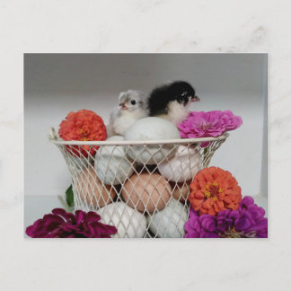 Cute Baby Chickens Postcard