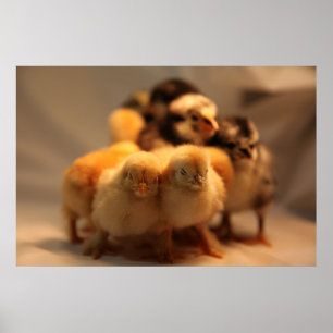 Cute Baby Chicks Poster