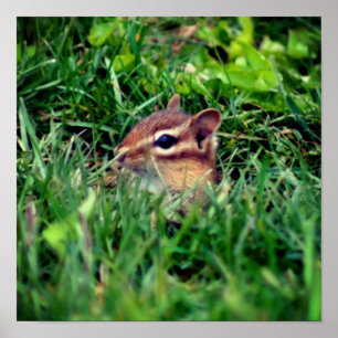 Cute Baby Chipmunk Peeking Wildlife Poster