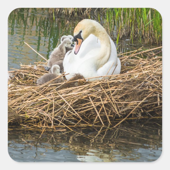 Cute baby cygnets with mom swan square sticker (Front)