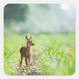 Cute Baby Deer Fawn in Grass Nature Photography Square Sticker