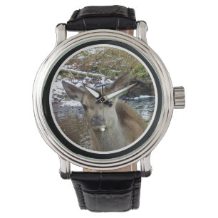 Cute Baby Deer Poses For Camera Woodland Animal Watch