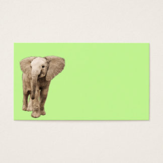 Cute Baby Elephant