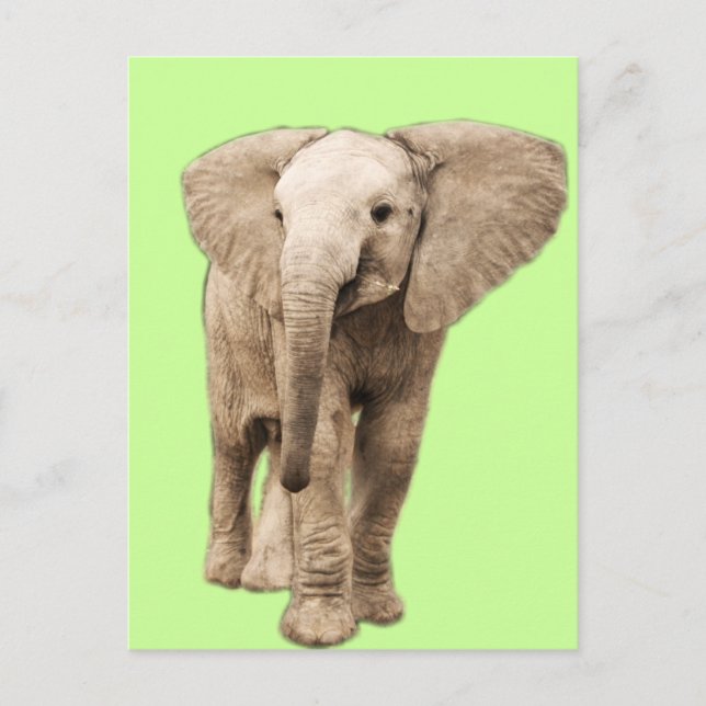 Cute Baby Elephant Postcard (Front)