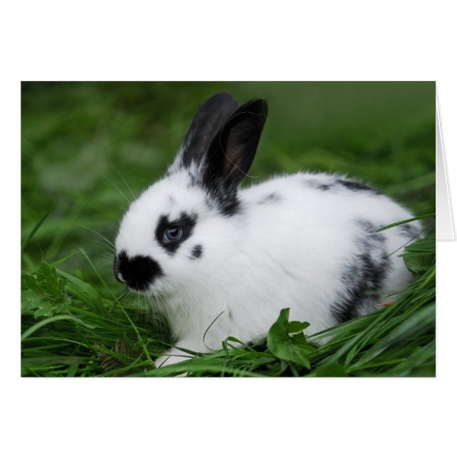 Cute Baby English Bunny Rabbit - Baby Animals (Front Horizontal)