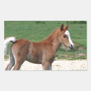 Cute Baby Foal Destiny Gifts Springtime Adorable Sticker