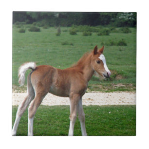 Cute Baby Foal Destiny Gifts Springtime Adorable Tile