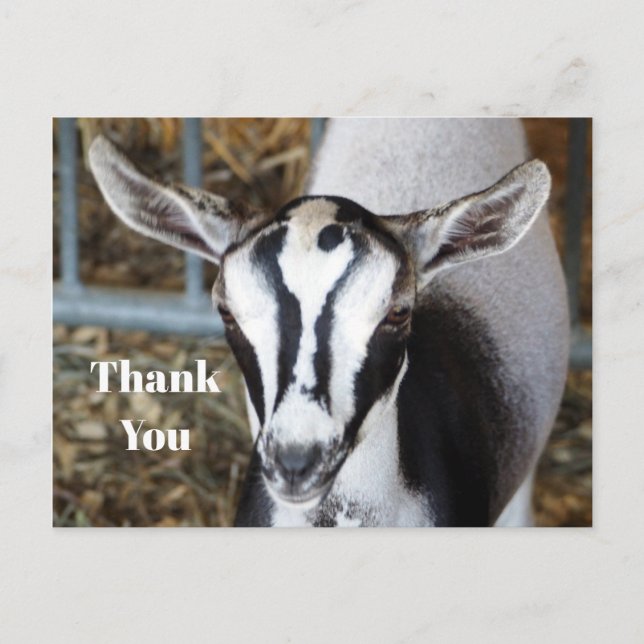 Cute Baby Goat Photo Thank You Postcard (Front)