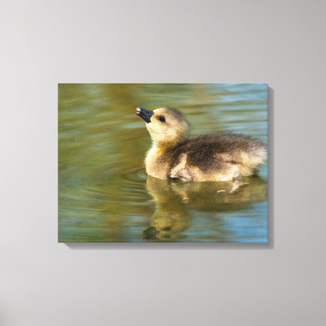 Cute baby Greylag goose Canvas Print (Front)