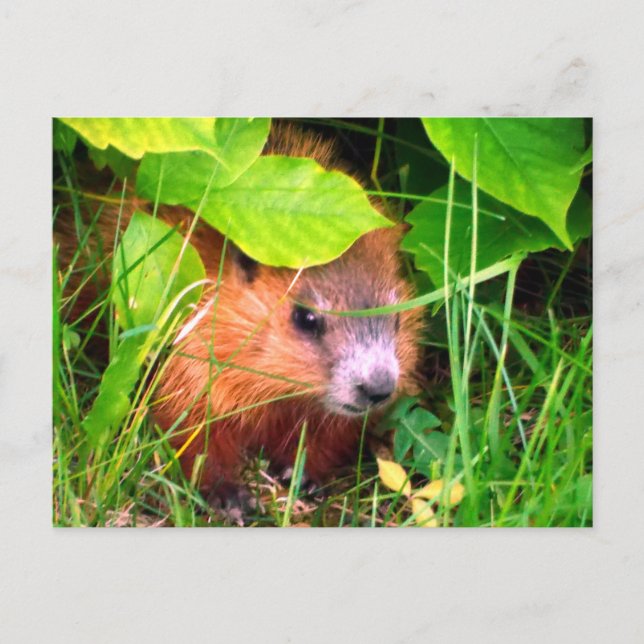 Cute Baby Groundhog Marmotte Marmot Canada Postcard (Front)