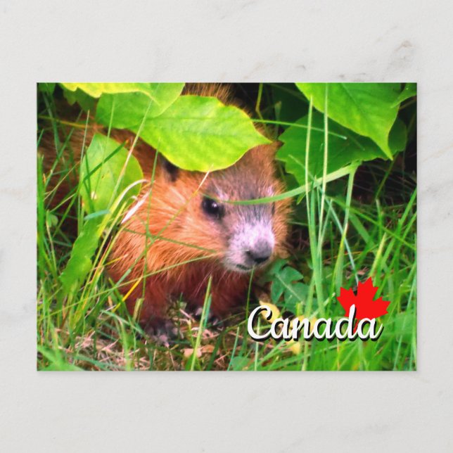 Cute Baby Groundhog Marmotte Marmot Canada Postcard (Front)