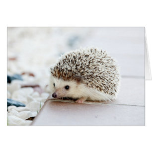 Cute Baby Hedgehog