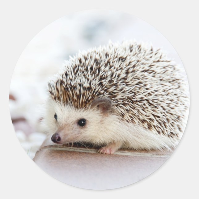 Cute Baby Hedgehog Animal Classic Round Sticker (Front)