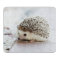 Cute Baby Hedgehog