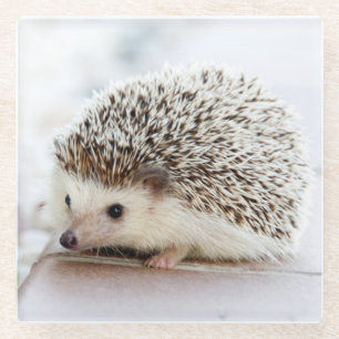 Cute Baby Hedgehog Glass Coaster