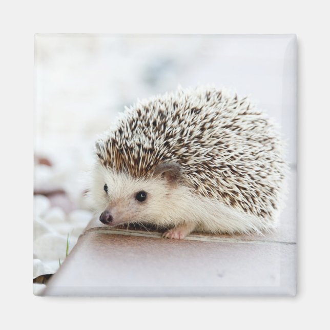 Cute Baby Hedgehog Magnet (Front)