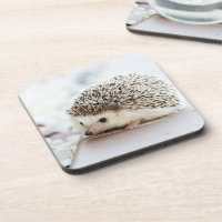 Cute Baby Hedgehog Photo