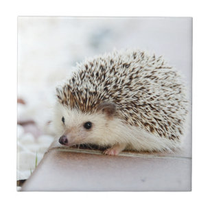 Cute Baby Hedgehog Tile