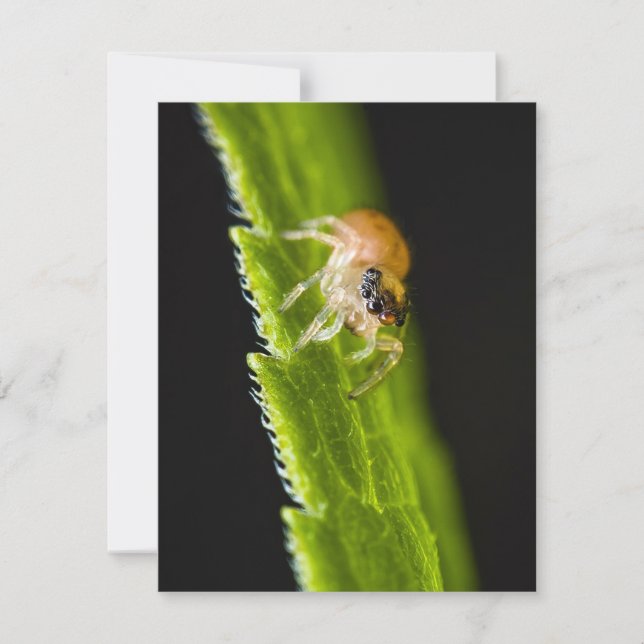 Cute Baby Jumping Spider - Salticid (Front)